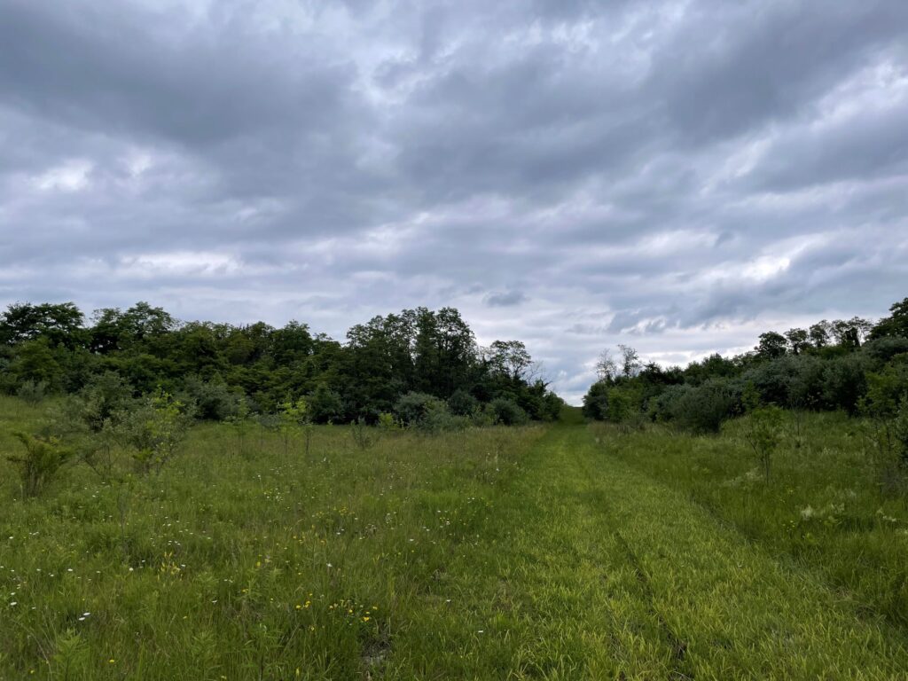 Wide grassy meadow bordered by dense green trees under a dark, overcast sky, with a narrow mowed path running through the center at Fernwood State Forest