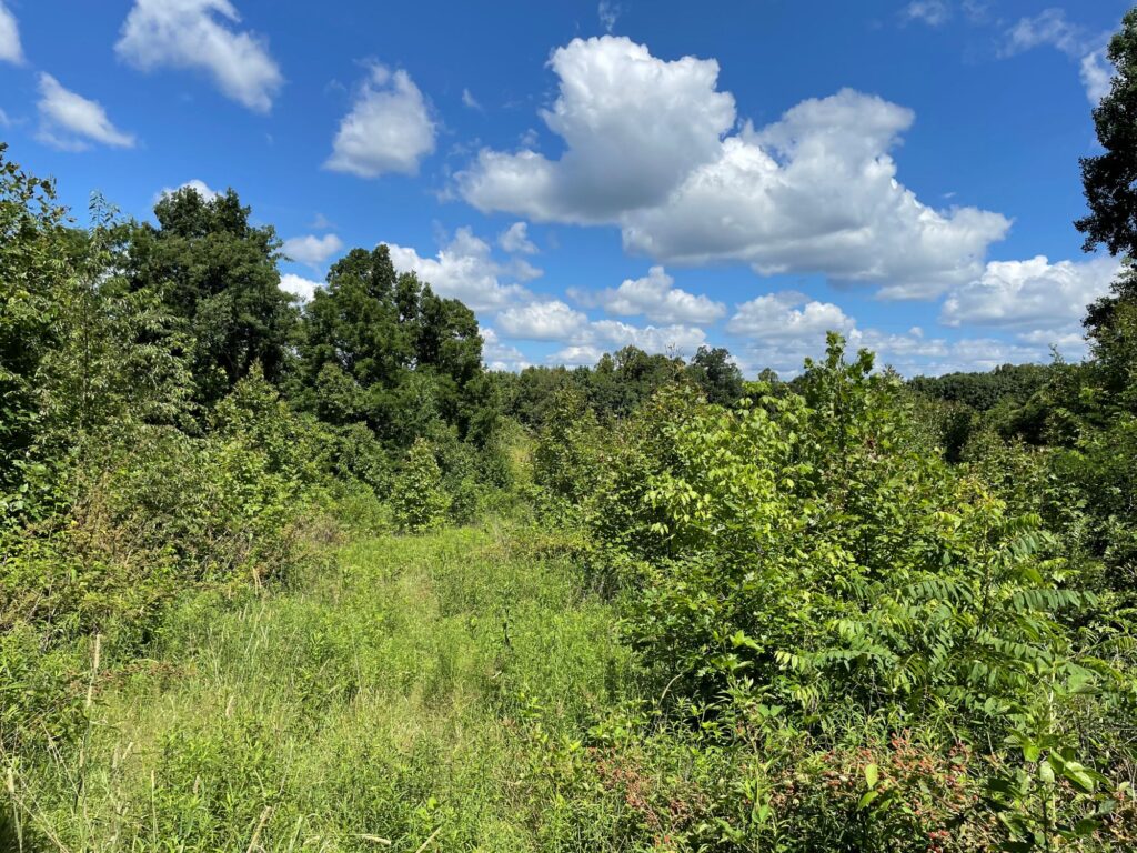 Dense green vegetation and young trees fill a reforested field under a bright blue sky with scattered white clouds, with taller trees lining the horizon in the background at Blue Rock State Forest
