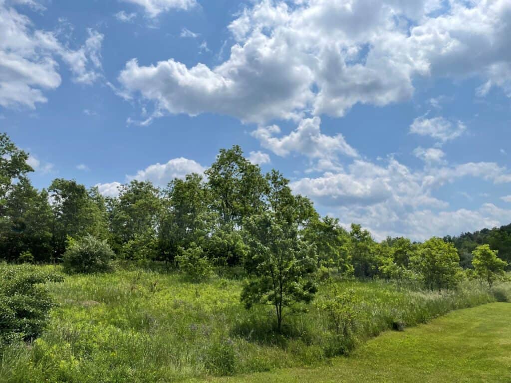 Trees in a meadow against a cloudy blue sky at Hellbender Bluff Park