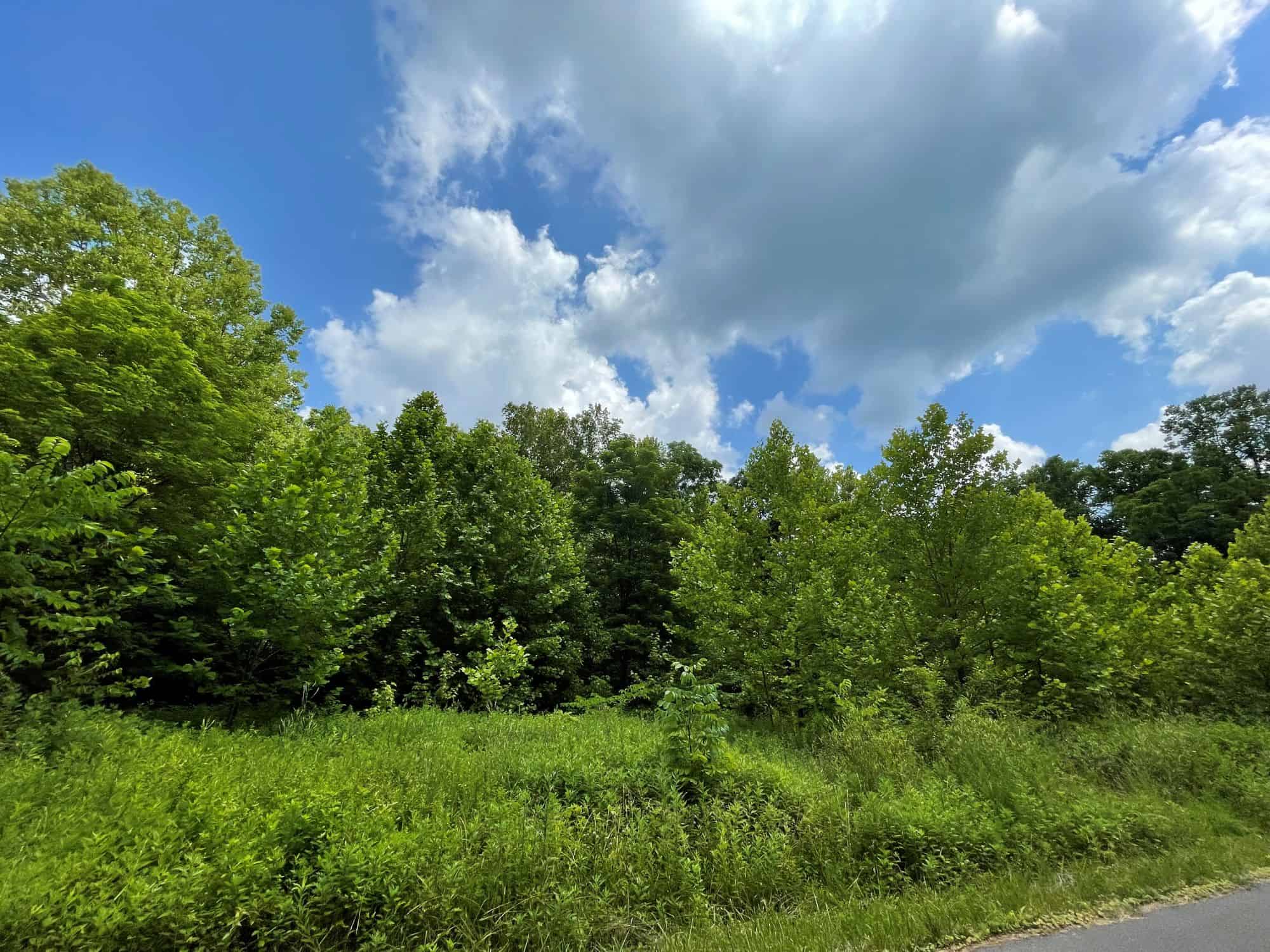 Trees against a cloudy blue sky at Shawnee State Forest